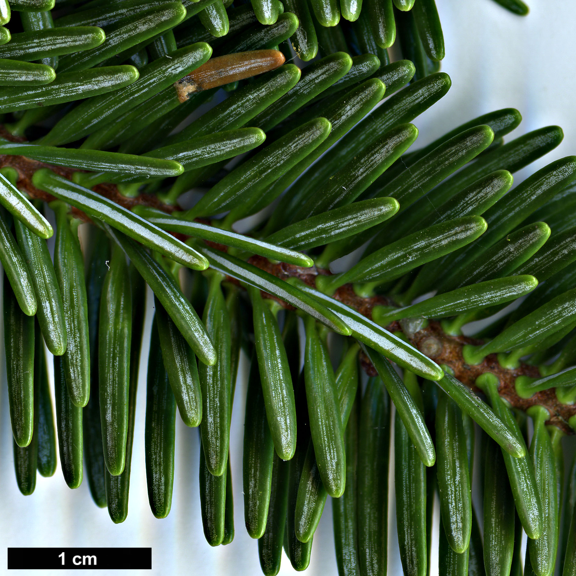 High resolution image: Family: Pinaceae - Genus: Abies - Taxon: ×insignis (A.nordmanniana × A.pinsapo)